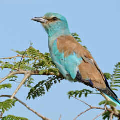 Calling all birdwatchers