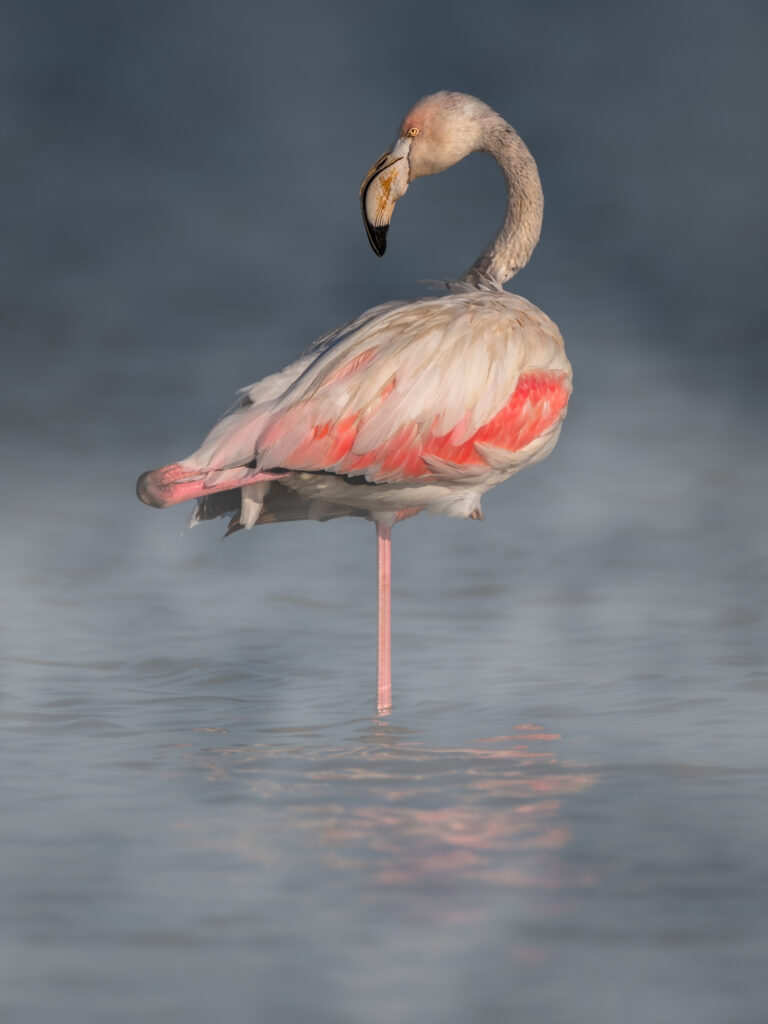 Flamingos in Algarve (Greater Flamingo)
