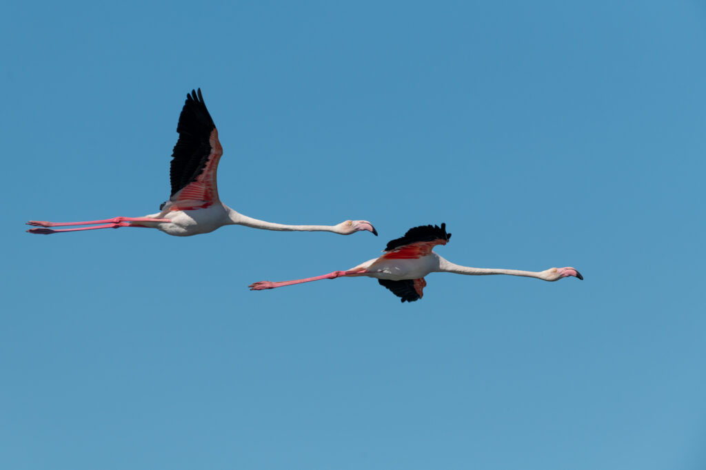Flamingos Flying (Greater Flamingo)