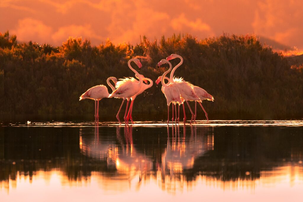 Flamingos (Greater Flamingo)