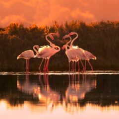 The Algarve’s visiting flamingos through the lens of Craig Rogers