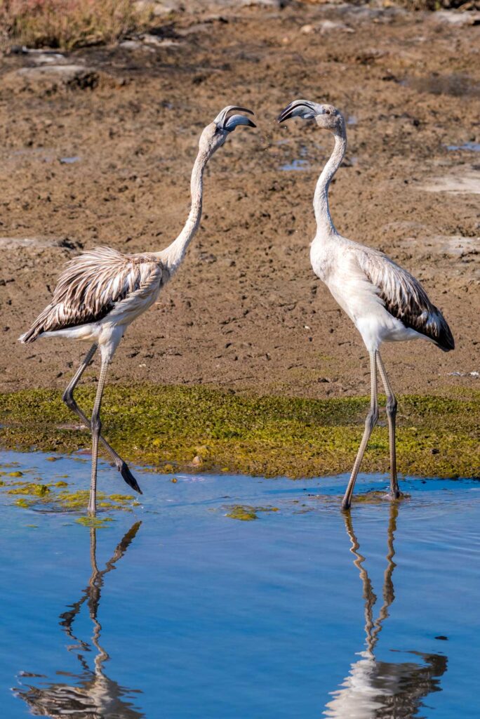 Greater Flamingo