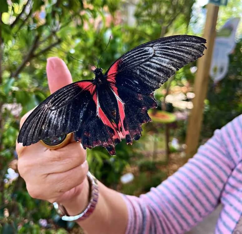 Algarves-first-butterfly-garden-in-Zoomarine