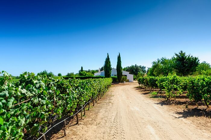 Monte de Salicos vinha