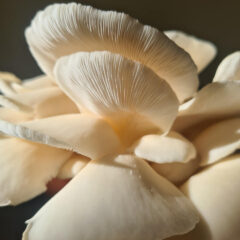 The Algarve’s First urban organic mushroom farm