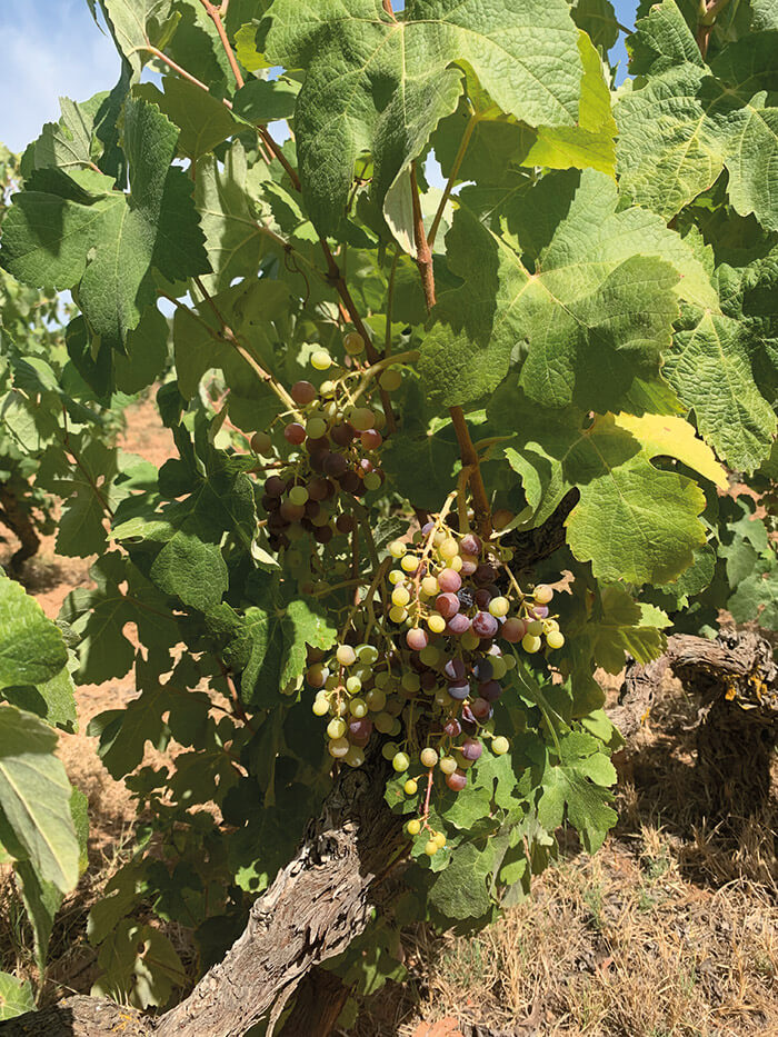 Historical Quinta da Palmeirinha in the Algarve wineyard