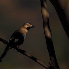 Discover the special birds that help plant trees in the Algarve