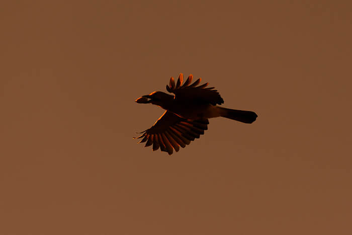 The Algarve Jay bird 3