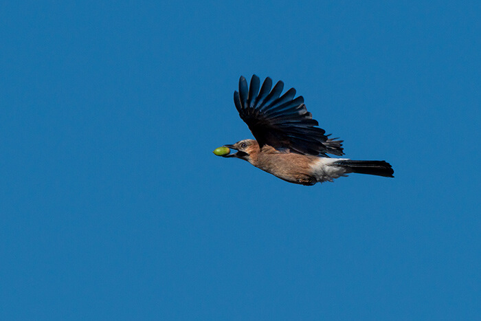 The Algarve Jay bird