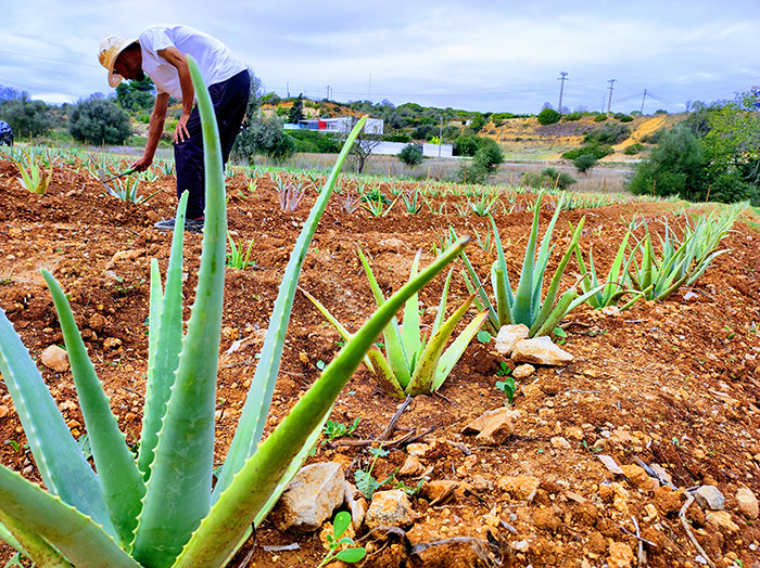 Aloegarve is the new Portuguese brand which uses Algarve-grown Aloe vera to create a wide range of cosmetics 3