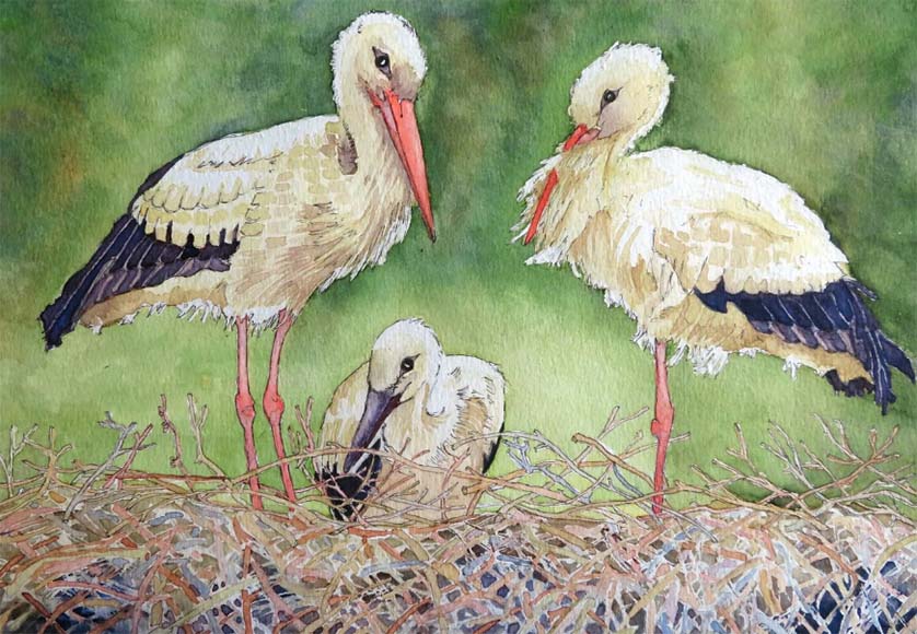 Storks nesting at Odiáxere, by Malcolm Hyde