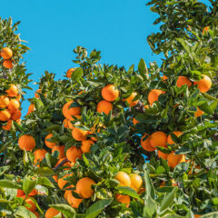 Silves Orange Festival returns this February for its seventh edition