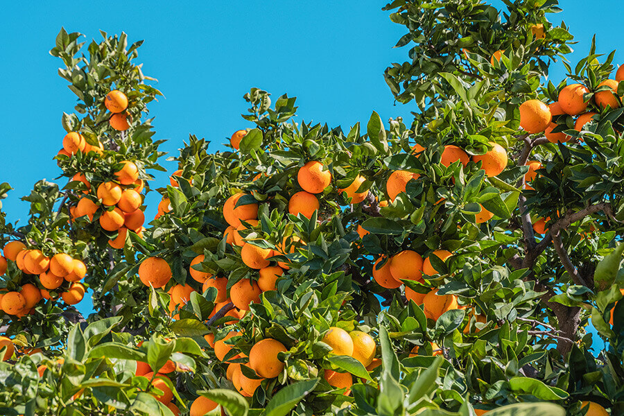 “Orange Flavoured Weekend” returns to Silves in recognition of the regions reigning fruit Photo by Philippe Gauthier, Unsplash - Festival da Laranja 2023