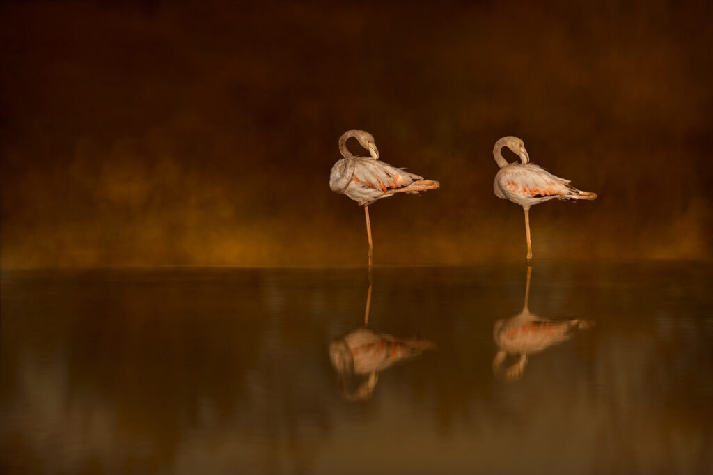 Discover some great wildlife photography spots in the Algarve with Photographer Craig Rogers - 4