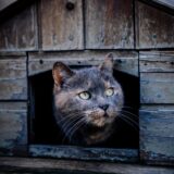 The evolving journey of the Cadela Carlota animal shelter