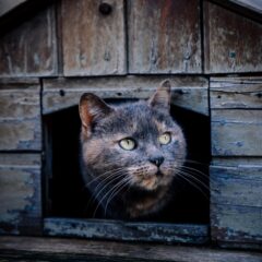 The evolving journey of the Cadela Carlota animal shelter
