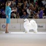 Algarve Night Dog Shows return to Lagos this May 30-31 with several competitions