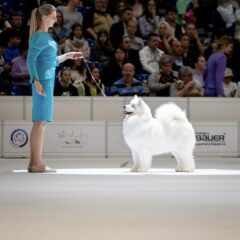 Algarve Night Dog Shows return to Lagos this May 30-31 with several competitions
