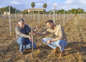 Dito Cujo: A vineyard’s journey to producing character-driven wines rooted in the soul of the Algarve