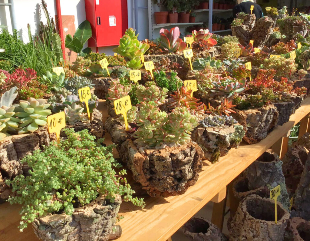 Autumn Mediterranean Garden Fair Lagoa