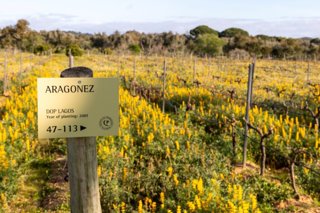 Quinta da Pedragosa
