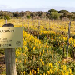 Reviving a life-long passion: Quinta da Pedragosa is a boutique winery producing six different varieties of wine
