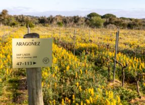 Reviving a life-long passion: Quinta da Pedragosa is a boutique winery producing six different varieties of wine