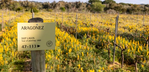 Reviving a life-long passion: Quinta da Pedragosa is a boutique winery producing six different varieties of wine