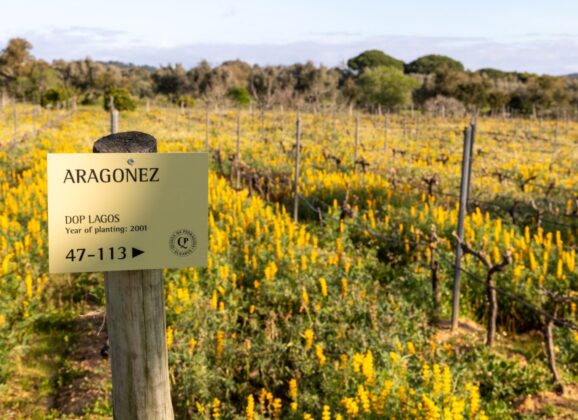 Reviving a life-long passion: Quinta da Pedragosa is a boutique winery producing six different varieties of wine