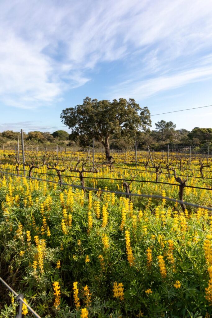 Quinta da Pedragosa