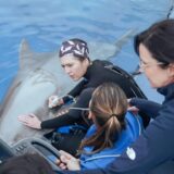 Zoomarine joins international emergency network for marine mammals