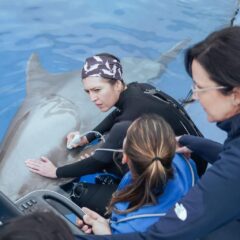 Zoomarine joins international emergency network for marine mammals