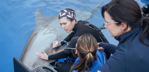 Zoomarine joins international emergency network for marine mammals