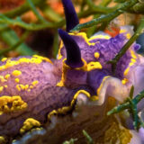 Portimão hosts underwater photography exhibition celebrating Portugal’s marine heritage
