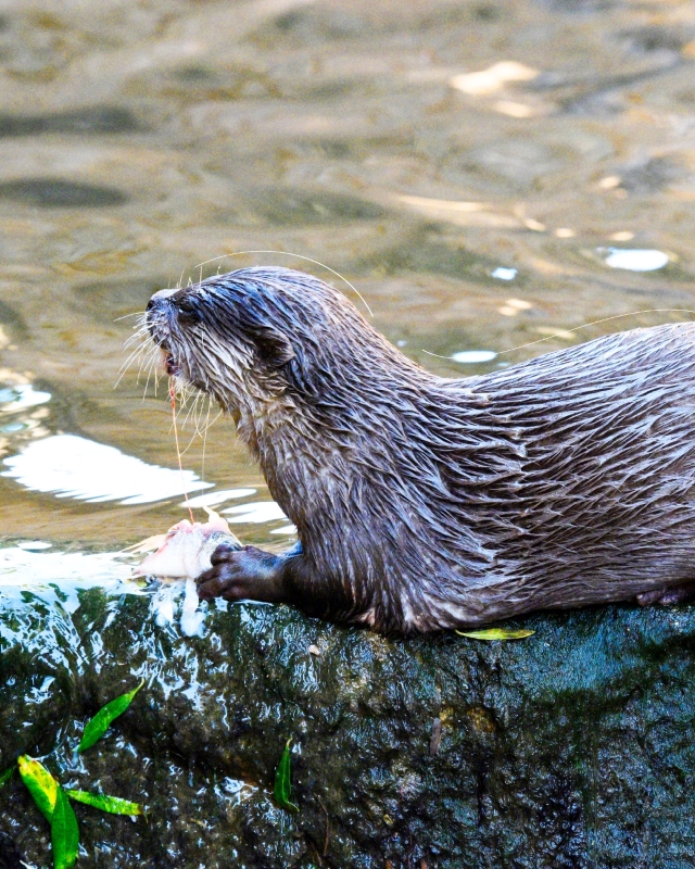 Lagos Zoo brings Natalândia 5