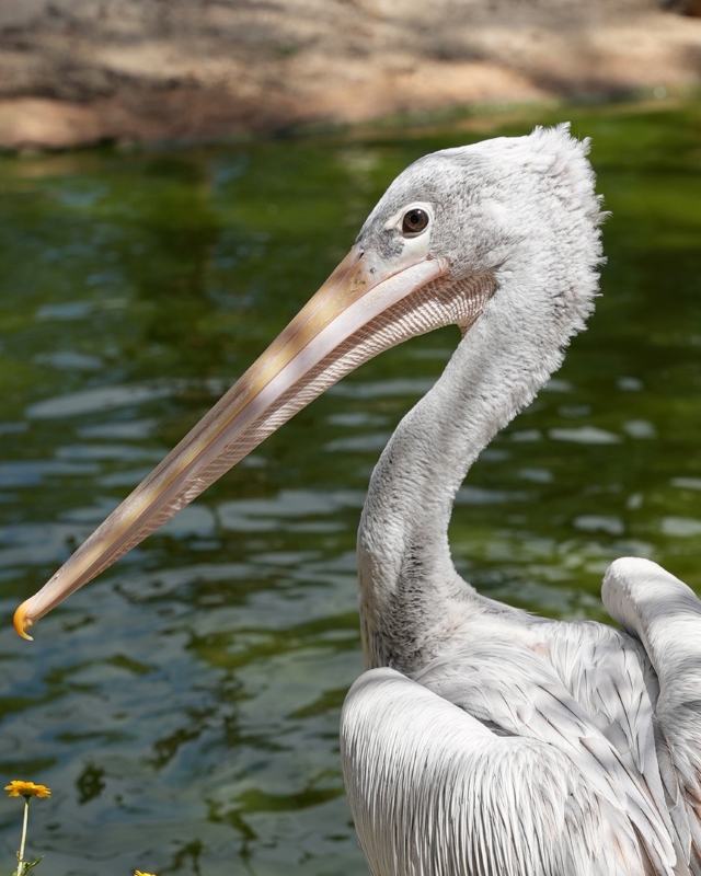 Lagos Zoo brings Natalândia 3