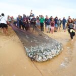 Lagos revives Arte Xávega fishing heritage with Meia Praia demonstration