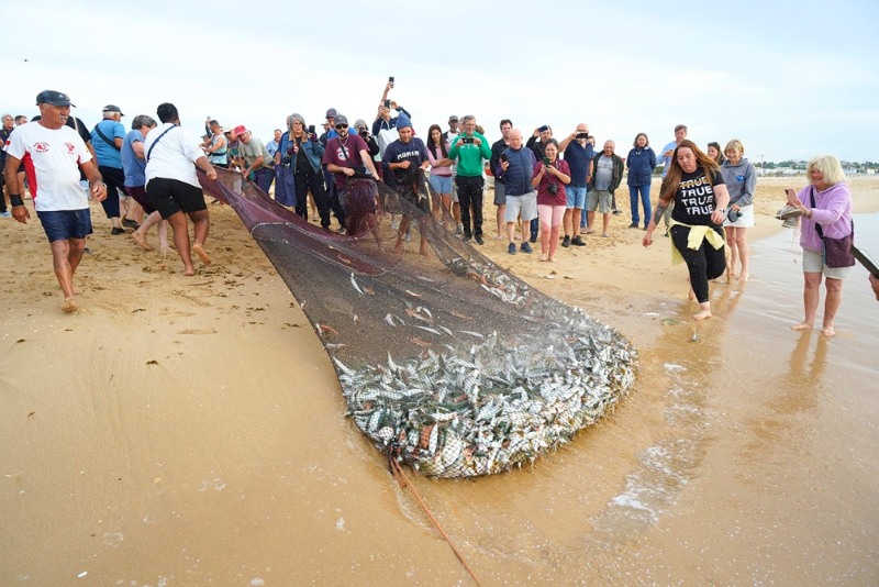 Lagos revives Arte Xávega fishing heritage with Meia Praia demonstration