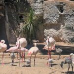 Lagos Zoo celebrates seven flamingo hatchlings