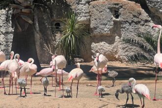 Lagos Zoo celebrates seven flamingo hatchlings