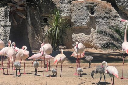 Lagos Zoo celebrates seven flamingo hatchlings